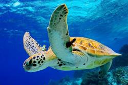 Windsurf Centre (RRD, Starboard) - Bonaire. Turtle.